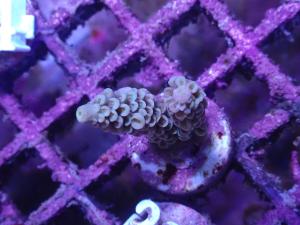 Acropora Tenuis