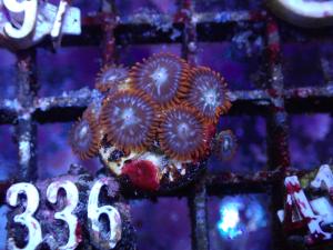 Zoanthus sp. - Fire & Ice