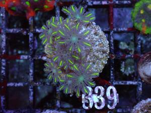 Clavularia spp. - "Gold" Clove polyp