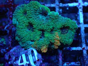 Acanthastrea Echinata