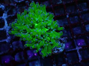 Euphyllia Paradivisa - Neon Frogspawn