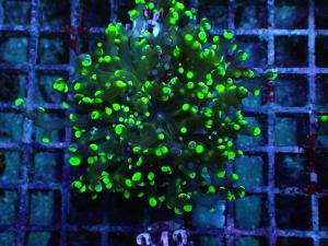 Euphyllia Paradivisa - Frogspawn