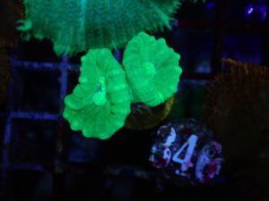 Caulastrea spp. - Neon
