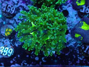 Neon Frogspawn - Euphyllia Paradivisa - AZ Frag