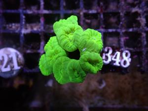 Caulastrea spp. - Neon