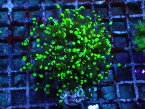 Euphyllia Paradivisa - Frogspawn