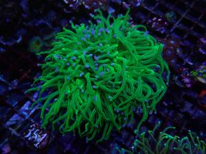 Blueberry Torch - Euphyllia Glabrescens