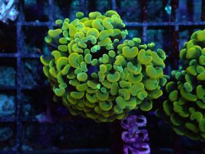 Ultra Gold Branching Hammer - Euphyllia Paraancora