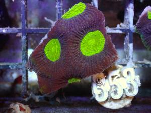 Dragon Soul Favia - Favites Complanata