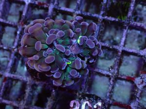 Euphyllia Paraancora - Voodoo Child