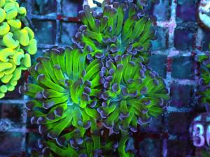 Bicolor Branching Hammer - Euphyllia Paraancora