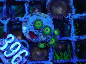 Zoanthus sp. - Rasta