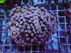 Euphyllia Paraancora - Orange