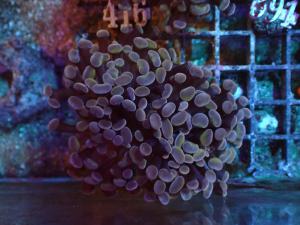 Euphyllia Paraancora - Orange