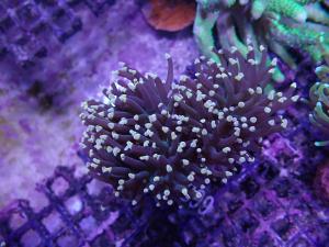 Black Torch - AZ Frag Euphyllia Glabrescens