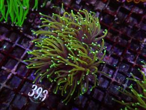 Dragon Soul Torch - Euphyllia Glabrescens