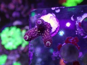 Gold Millepora - AZ Frag