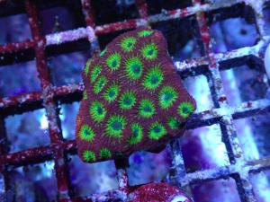 JF Reactor - Favia spp.