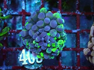 Euphyllia Paraancora - Blotchy Bicolor