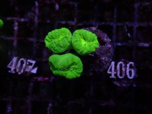 Caulastrea spp. - Neon