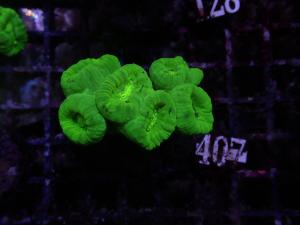 Caulastrea spp. - Neon