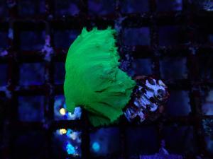 Sinularia Dura - Neon