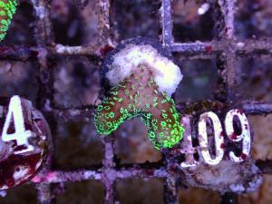 Stylophora sp. - Green