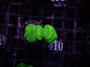 Caulastrea spp. - Neon
