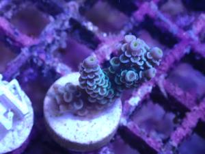 Acropora Tenuis