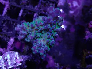 Acropora spp.