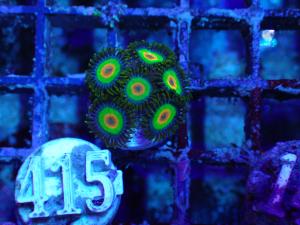 Zoanthus sp. - Rasta