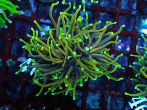 Dragon soul Torch - Euphyllia Glabrescens