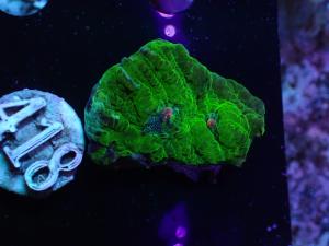 Chalice - echinophyllia spp.