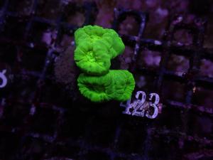 Caulastrea spp. - Neon