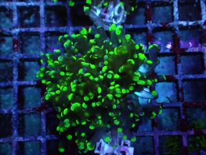 Euphyllia Paradivisa - Frogspawn