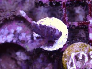 Acropora Tortuosa - AZ Frag