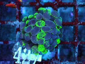Euphyllia Paraancora - Blotchy Bicolor
