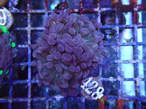 Branching Hammer - Euphyllia Paraancora