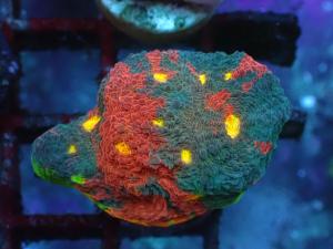 Jellybean Chalice - Echinophyllia sp.