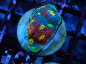 Jellybean Chalice - Echinophyllia sp.
