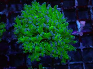 Euphyllia Paradivisa - Neon Frogspawn