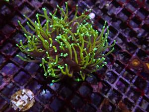 Dragon soul Torch - Euphyllia Glabrescens