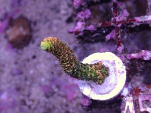 Acropora Millepora - Sunset - AZ Frag