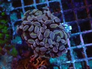 Euphyllia Paraancora - Orange