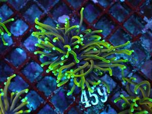 Dragon soul Torch - Euphyllia Glabrescens