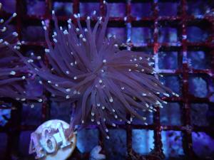 Black Torch - Euphyllia Glabrescens