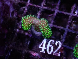 Stylophora sp. - Green