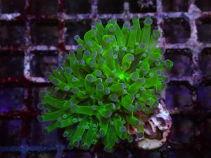 Euphyllia Paradivisa - Neon Frogspawn
