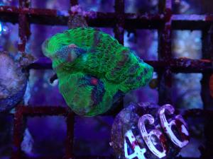 Avatar Chalice - Echinophyllia spp.