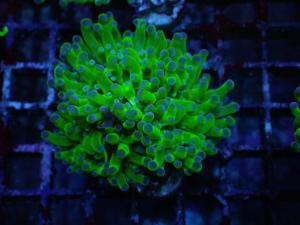Euphyllia Paradivisa - Neon Frogspawn